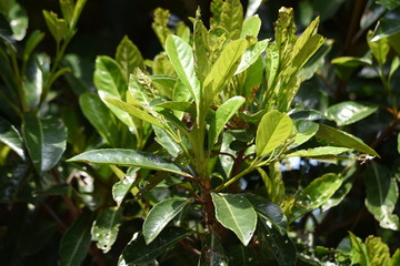 Viburnum odoratissimum (Sweet vibrunum) / Adoxaceae evergreen tree.
