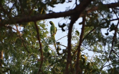 parrot on tree