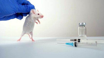 A scientist in blue gloves holding white abino lab laboratory mouse by scruff in order to conduct an experiment and test vaccine
