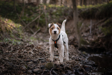 Parson Russell Terrier Portrait in the Forest