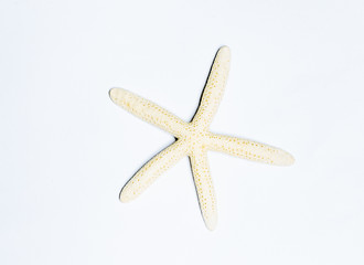 Fototapeta na wymiar starfish on white background