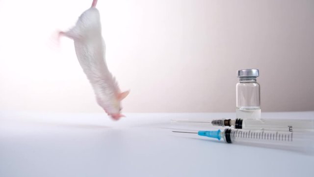 A scientist in blue gloves holding white abino lab laboratory mouse by tail and scruff in order to conduct an experiment and test vaccine