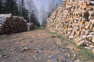 Neatly stacked logs line a logging road that leads into the forests of Wisconsin