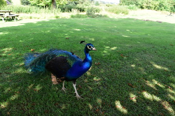 Fototapeta premium Peacock male bird uk england