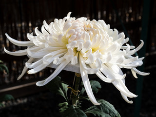 Large chrysanthemum on display at Suwa Taisha Shimosha Akimiya, one of the four shrines in Suwa Grand Shrine complex - Nagano prefecture, Japan