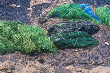 Obraz premium Swabs of absorbent material for removal of a pool of spilled oil from Huntington Beach, California
