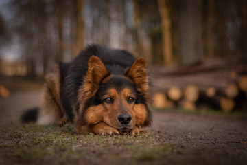 Bohemian Shepherd Portrait in the Forest