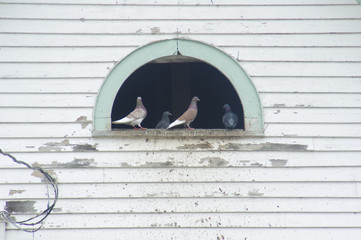 pigeons on the wall