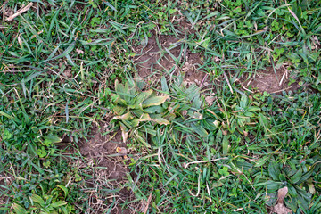 Green Grass Background with Patches of Soil