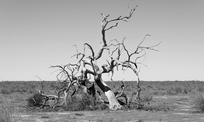 Black and white photo of a dead tree, Australia