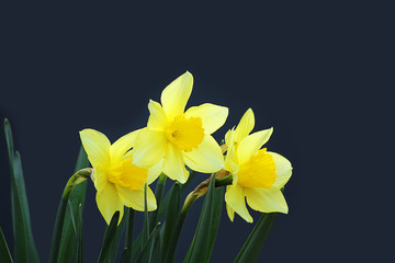 The concept of mourning. Yellow flowers narcissus or Fresh daffodil on a dark background. We remember, we mourn. Selective focus, close-up, side view, copy space.