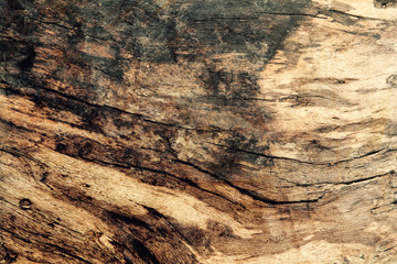 Wooden texture, tree bark background