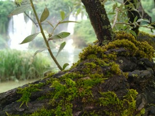 Fototapeta premium green moss on the tree
