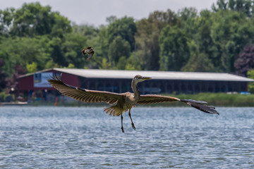 Eastern Kingbird chasing a great blue heron in front of a marina  