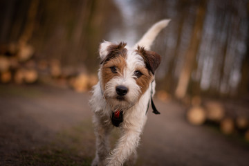 Parson Russell Terrier Portrait in the Forest