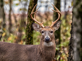 Suburban Buck