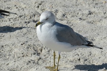 Seagull on sand background in Atlantic coast of North Florida