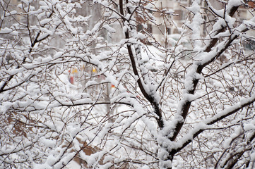 tree branches in the snow