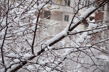 tree branches in the snow