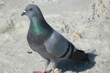 Dove on the sand background in Florida beach, closeup