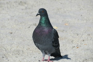 Pigeon on the beach