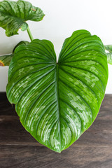 philodendron mamei beautiful house plants on white planter pot