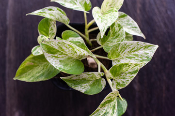 epipremnum aureum marble queen beautiful indoor house plants