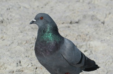 Pigeon on the beach, closeup