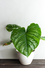 philodendron mamei beautiful house plants on white planter pot