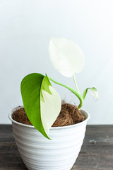 small monstera albo borsigiana varigata flag pattern on white planter pot beautiful house plant