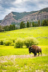 Bison in Yellowstone © Brian