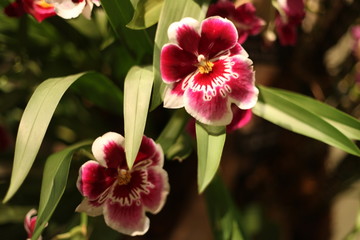 orchid, flower, blooming, red, yellow, purple,  colorful, fragrant, 