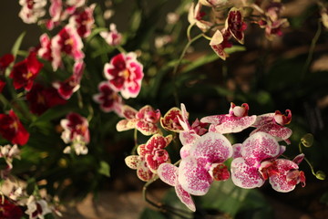 orchid, flower, blooming, red, yellow, purple,  colorful, fragrant, 