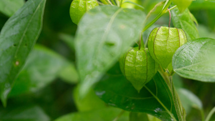 Physalis angulata, a fruit with the efficacy of treating various diseases such as diabetes and others