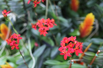 Obraz premium orchid, flower, blooming, red, yellow, purple, colorful, fragrant, 