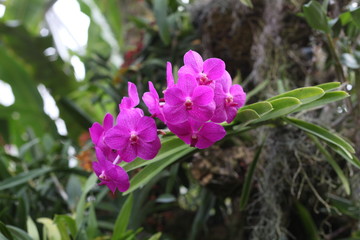 orchid, flowering, plant, green, blooming, elegant,  fragrant