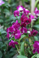 Fototapeta na wymiar orchid, flowering, plant, green, blooming, elegant, fragrant