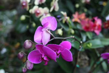 orchid, flowering, plant, green, blooming, elegant,  fragrant