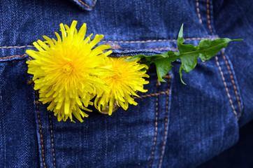 yellow flower on blue jeans background dandelions in a pocket