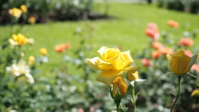 Bunch of beautiful blooming flowers of yellow rose ("BEROLINA" - Kordes 1986) in botanical garden in HD VIDEO. Illuminated by sunlight. Close-up.