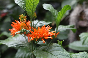 orchid, flowering, plant, green, blooming, elegant,  fragrant