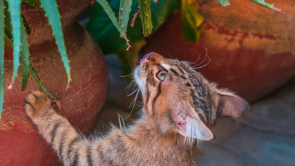 Beautiful tabby cat playing in the garden