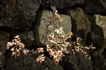 Tiny Baby's Breath Flowers - Jeju Olle Trail Route 7 : Beautiful Scenery of Jeju Island, Korea