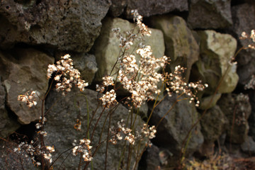 Tiny Baby's Breath Flowers - Jeju Olle Trail Route 7 : Beautiful Scenery of Jeju Island, Korea