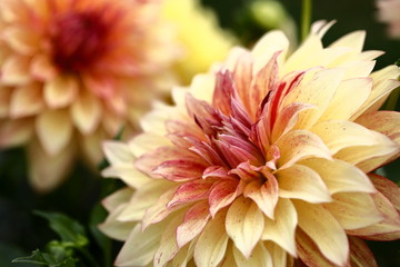 Japanese Dahlia