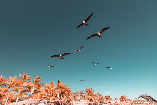 Low angle view of birds flying over beach