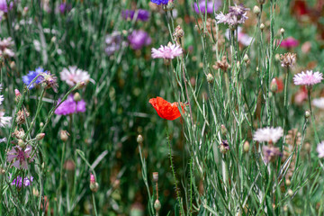 summer meadow with red poppies