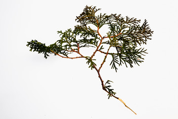 Sprigs of cypress on a white background.