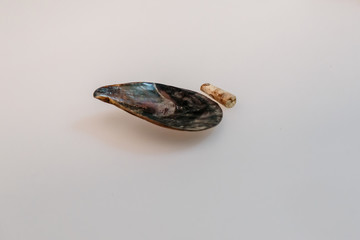 Mussels and Belemnitida on a white background.