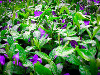Morning dew on flower leaves